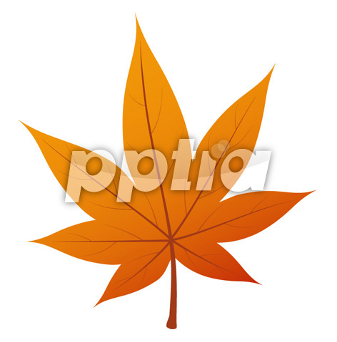 주황색단풍잎 이미지 미리보기