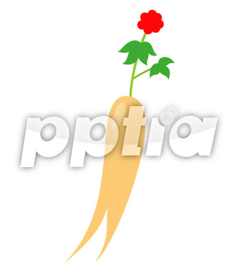 인삼 이미지 미리보기