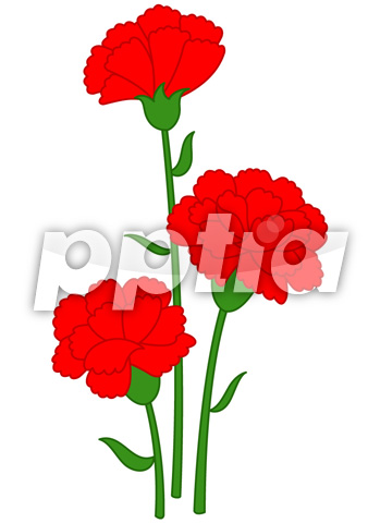 카네이션 이미지 미리보기