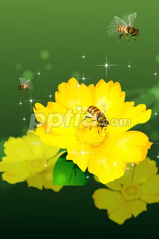 코스모스와 꿀벌 이미지 미리보기