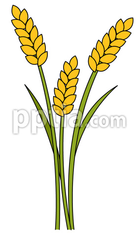 벼 이미지 미리보기