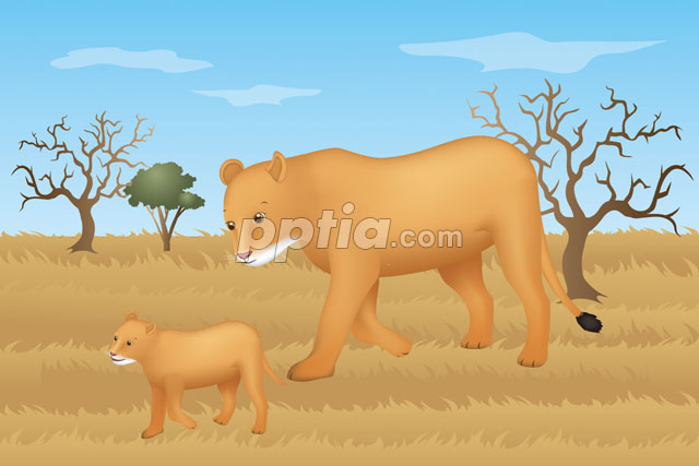 사자와 새끼사자가 걷는 모습 이미지 미리보기