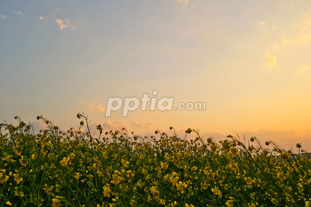 유채꽃 이미지 미리보기