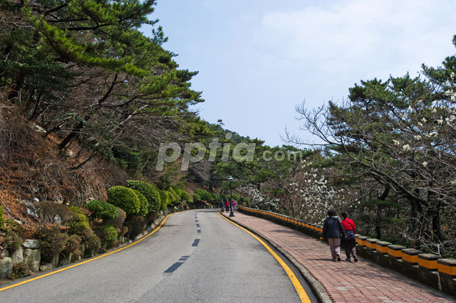 도로와 나무 이미지 미리보기