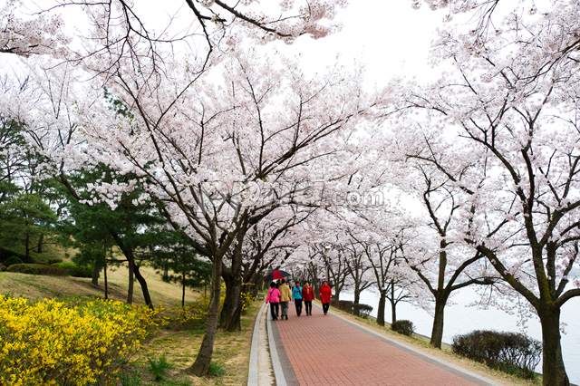 벚꽃길 이미지 미리보기