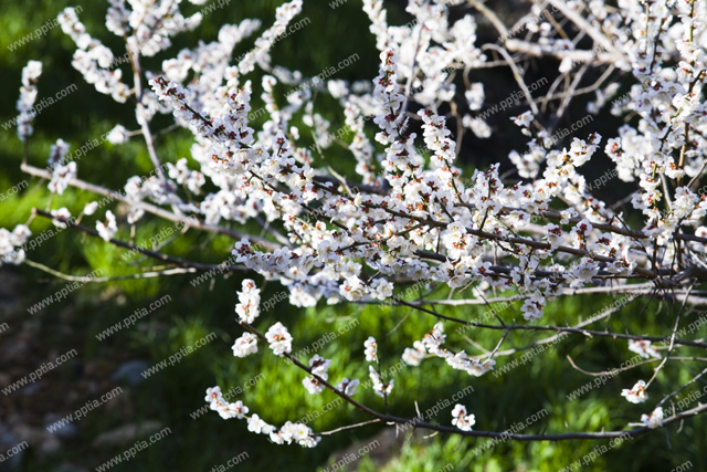 매화꽃 이미지 미리보기
