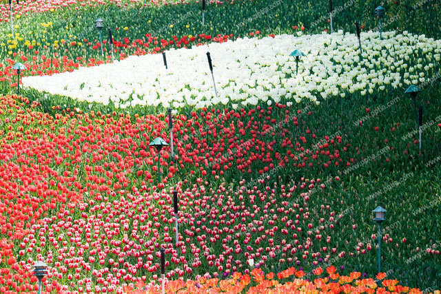 튤립 이미지 미리보기