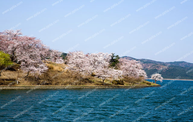 호수와 벚꽃 이미지 미리보기