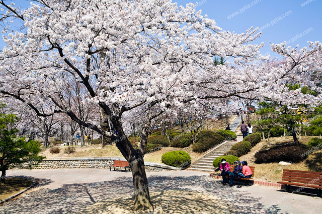 벚꽃과 사람 이미지 미리보기