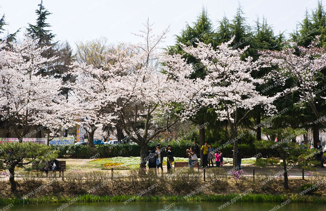 벚꽃과 사람 이미지 미리보기