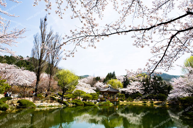벚꽃 봄풍경 이미지 미리보기