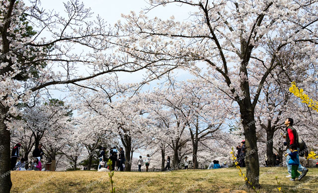 벚꽃과 사람 이미지 미리보기