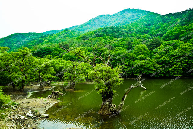 주산지 이미지 미리보기