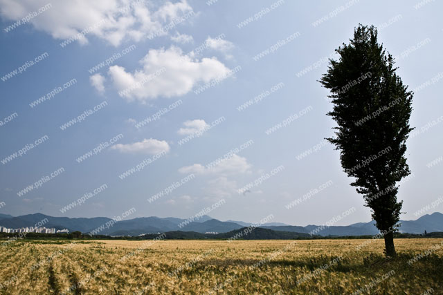 나무와 구름 이미지 미리보기