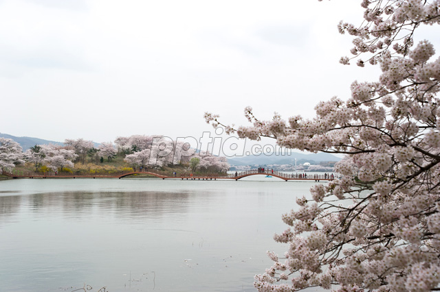 호수와 벚꽃 이미지 미리보기