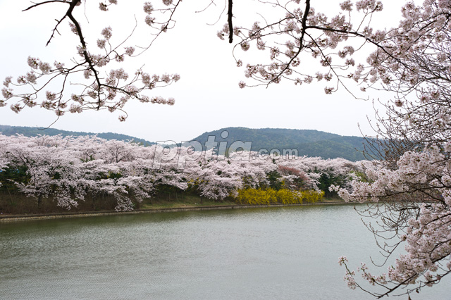 호수와 벚꽃 이미지 미리보기