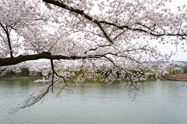 호수와 벚꽃 이미지 미리보기