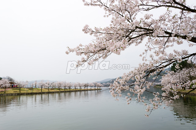 호수와 벚꽃 이미지 미리보기