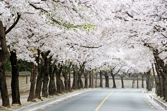 도로와 벚꽃 이미지 미리보기