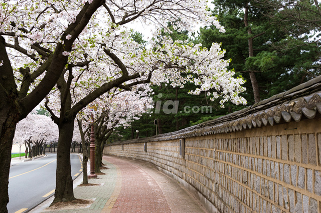 담장과 벚꽃 이미지 미리보기