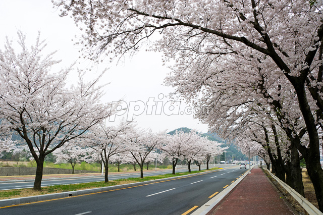 도로와 벚꽃 이미지 미리보기