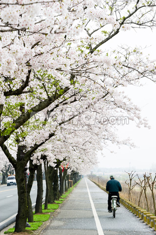 자전거 타고 있는  노인과 벚꽃 이미지 미리보기