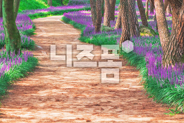맥문동꽃길 이미지 미리보기
