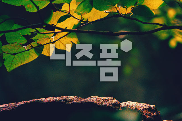 나뭇잎바위 이미지 미리보기