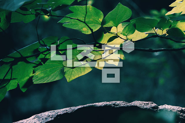 나뭇잎바위 이미지 미리보기