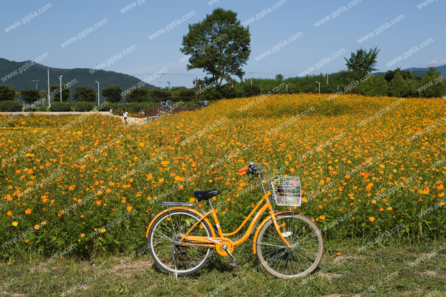 자전거와 금계국 이미지 미리보기