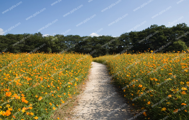 꽃사이 길 풍경 이미지 미리보기