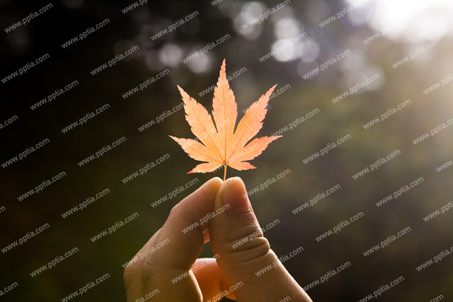 단풍잎 이미지 미리보기