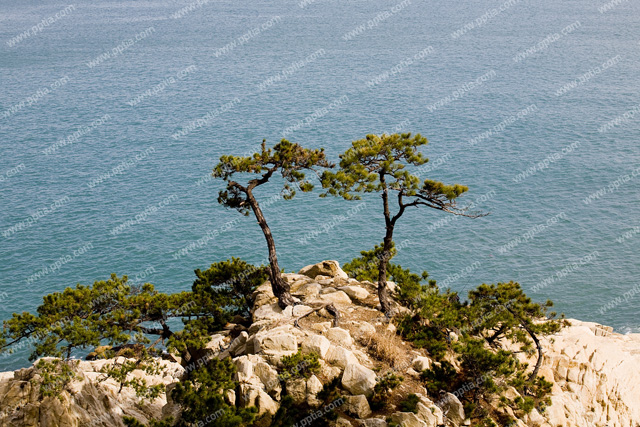바다와 나무 이미지 미리보기