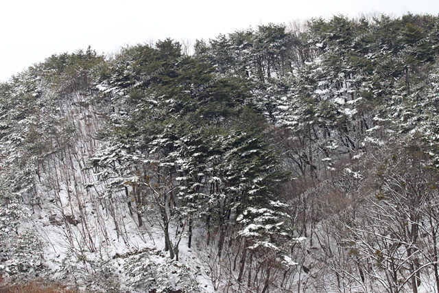 눈 내린 겨울산 이미지 미리보기