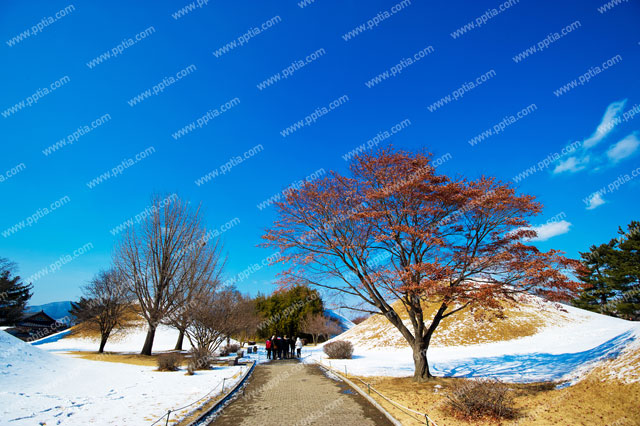 경주 왕릉 겨울 풍경 이미지 미리보기