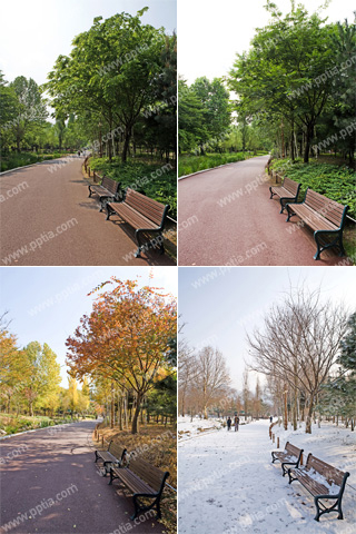공원 벤치와 나무 이미지 미리보기