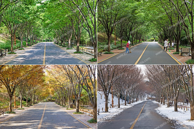 나무와 도로 이미지 미리보기