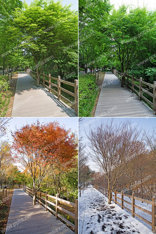 공원 산책로와 나무 이미지 미리보기