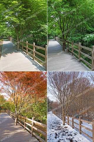 공원 산책로와 나무 이미지 미리보기