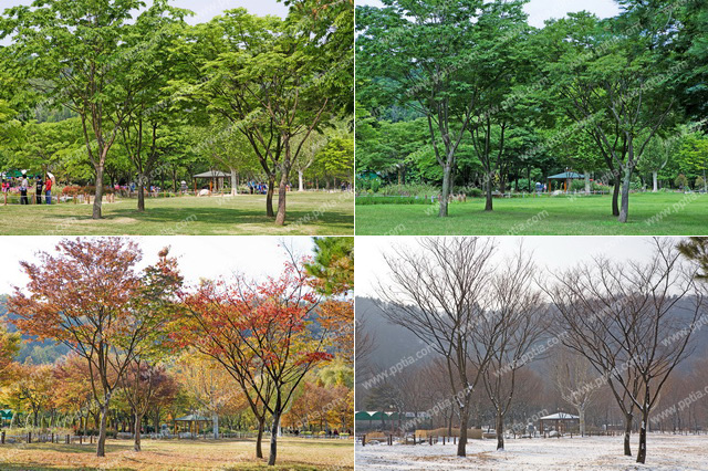 나무와 잔디 이미지 미리보기