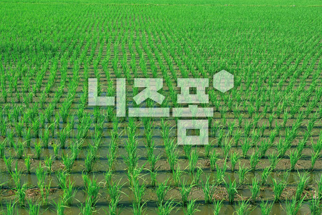 논 이미지 미리보기