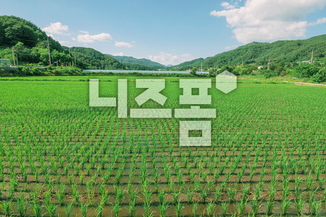 논 이미지 미리보기