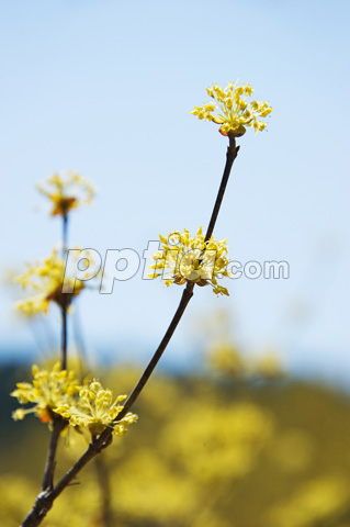 산수유꽃 이미지 미리보기