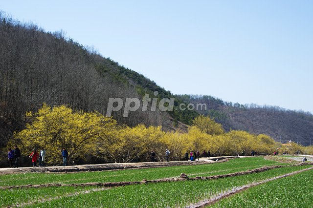 산수유꽃과 밭 이미지 미리보기