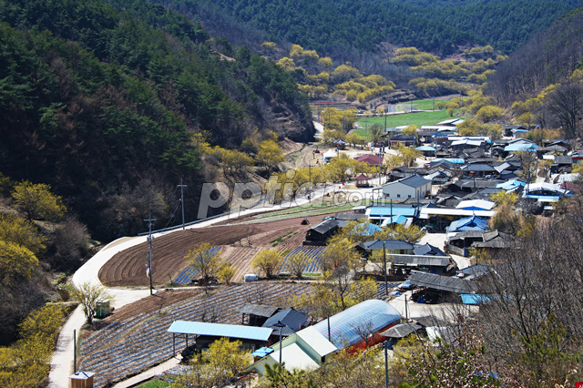 의성산수유마을 풍경 이미지 미리보기