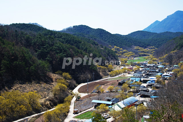 의성산수유마을 풍경 이미지 미리보기