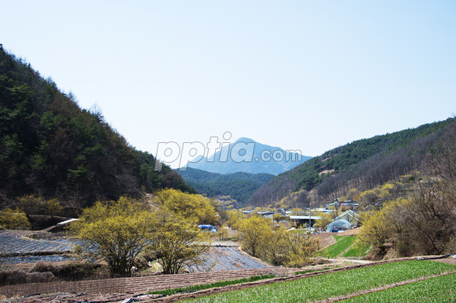 산수유꽃이 있는 마을풍경 이미지 미리보기