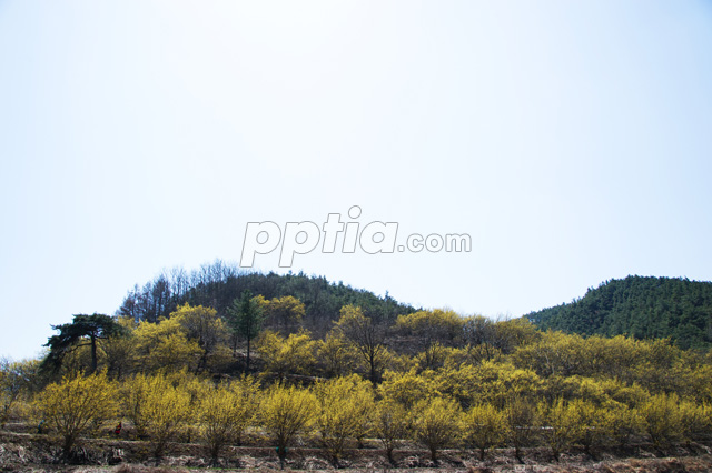 산수유꽃과 산 이미지 미리보기