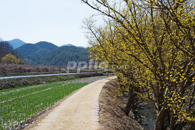 산수유꽃길 이미지 미리보기