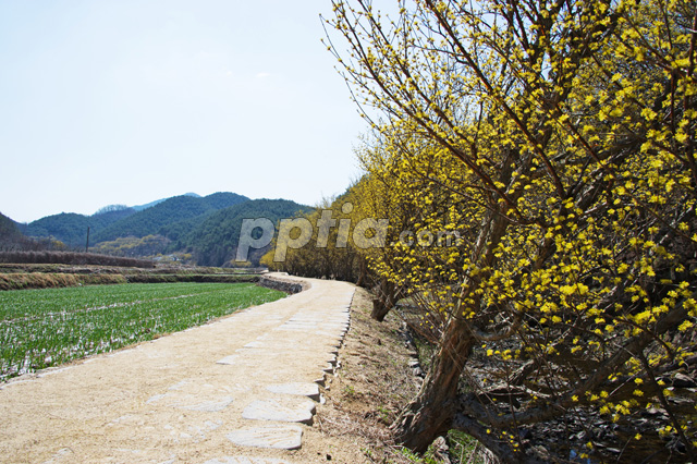 산수유꽃길 이미지 미리보기